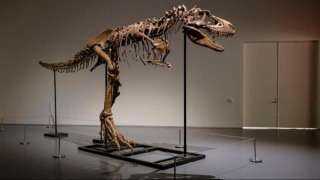 عاش قبل 77 مليون سنة..هيكل عظمي نادر لديناصور يُطرح بمزاد في نيويورك..صور