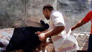 محافظ الإسكندرية: تحصين 88 ألف رأس ماشية من الحمى القلاعية