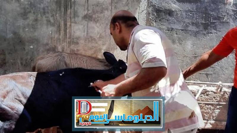 محافظات تحصين الماشية فى الإسكندرية