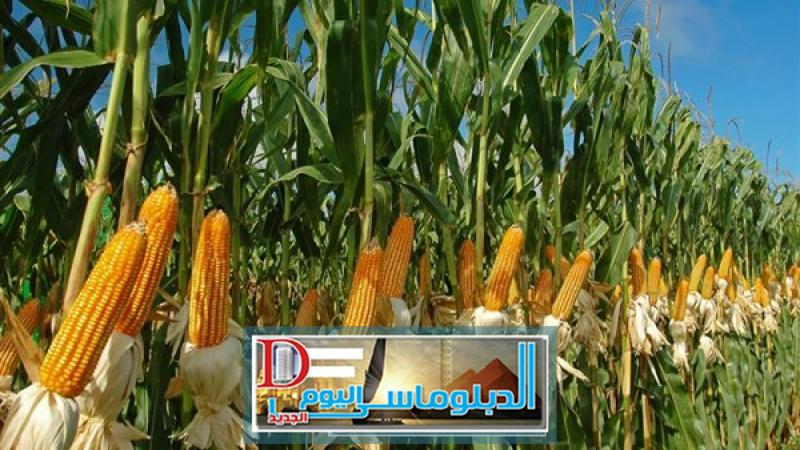 أخبار  المحاصيل