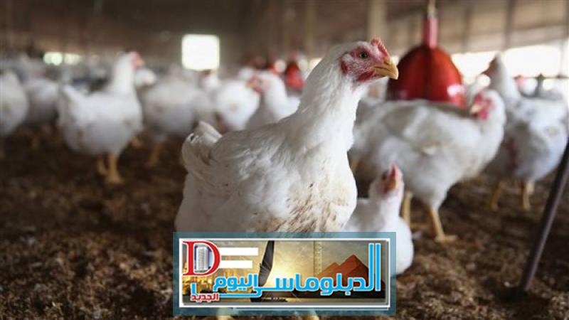 دواجن