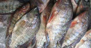 أسعار الأسماك فى الأسواق اليوم.. البلطى الأسوانى يبدأ بـ 20 جنيها
