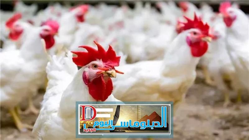 بورصة الدواجن
