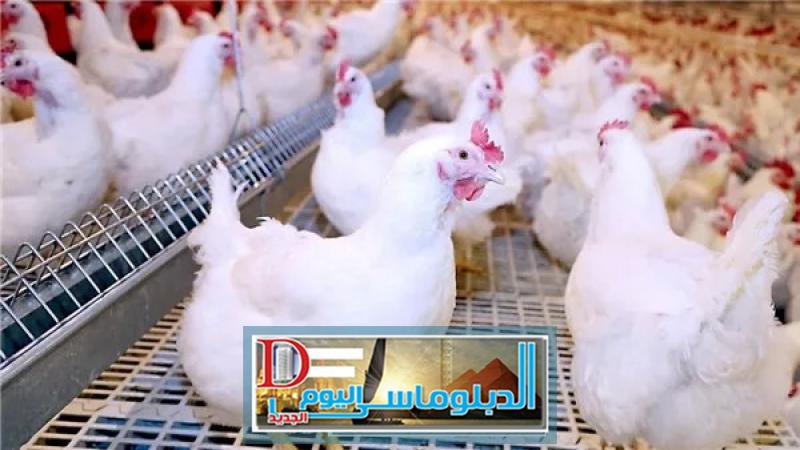 أسعار الفراخ